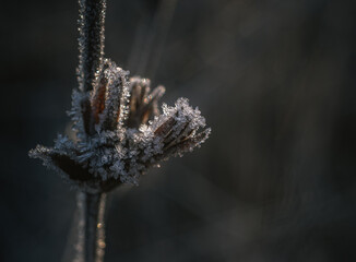 Frosen nature