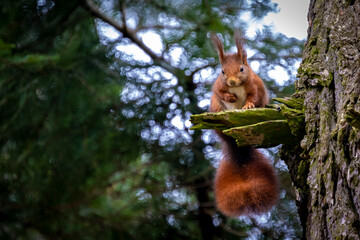 Squirrel in natural environment