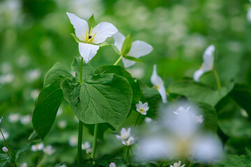 オオバナノエンレイソウ