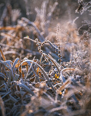Frosen nature