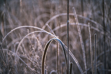 Frosen nature