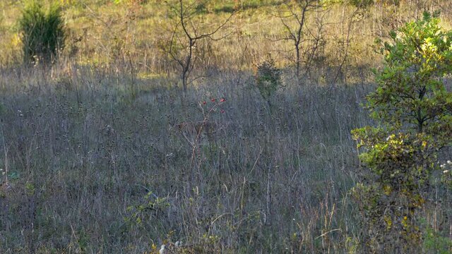 Red Fox in natural environment (Vulpes vulpes) - (4K)