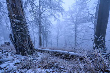 A frozen forest in a misty winter morning in Luzicke Hory, Czech republic.