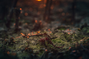 Morning nature in sunlight and dew