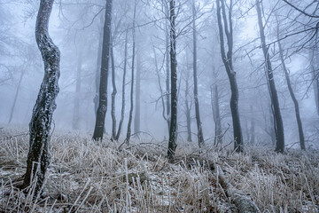A frozen forest in a misty winter morning in Luzicke Hory, Czech republic.