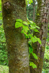 桜の木のコケとつる植物