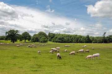 Fototapeta na wymiar flock of sheep on a meadow