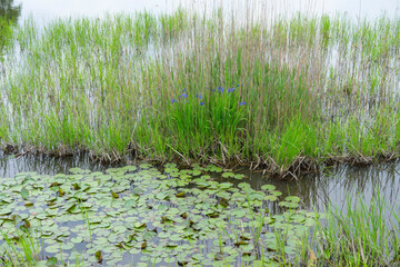 Fototapeta na wymiar 春の湿地のカキツバタとスイレンの葉