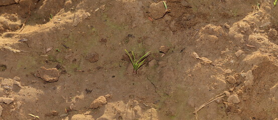 Cumin seedling grows in the field