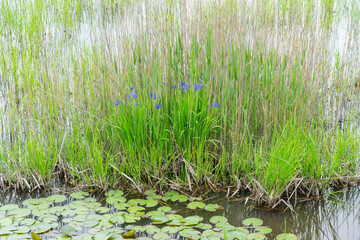 Fototapeta na wymiar 春の湿地のカキツバタとスイレンの葉