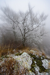 Frozen trees on top of the Zlaty Vrch in Luzicke hory, Czech republic.
