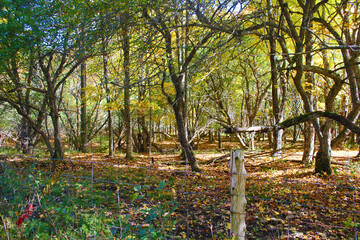 Autumn colors in the forest