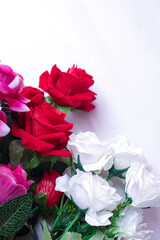 Beautiful white and red roses isolated on white