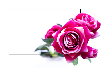 Pink rose flowers on white background. Blank frame for text,