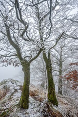 Fototapeta premium Frozen trees on top of the Zlaty Vrch in Luzicke hory, Czech republic.