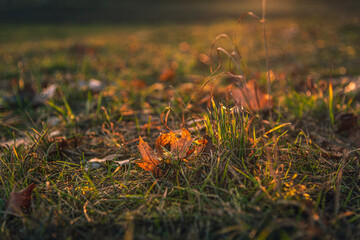 Morning nature in sunlight and dew