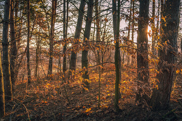 Fototapeta premium Nature in morning