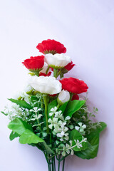 Beautiful red and white roses isolated on white