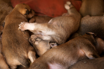 little sleeping puppies of a stray street dog. 