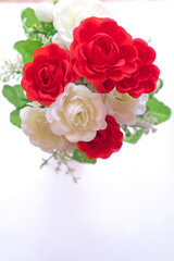 Beautiful red and white roses isolated on white