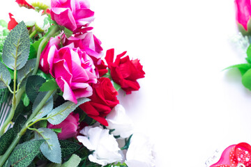 Beautiful pink and white and red roses isolated on white