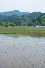 田植えを終えたばかりの里山の田んぼ