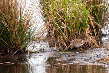 female ruff in the Weerribben the Netherlands.