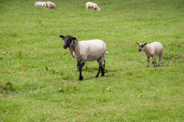 Obraz premium sheep and lambs