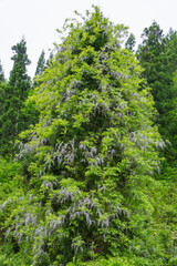 山に咲く野生の藤の花