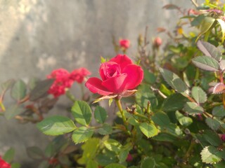 Red Rose Flower Closeup