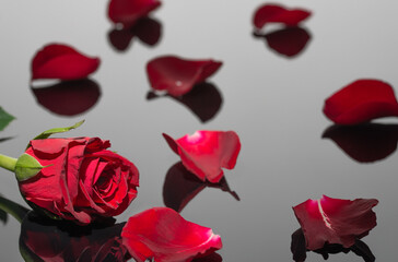 Red rose and petals. Great reflection. Greeting card for Valentine's Day and birthday