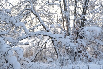 Beautiful snowy trees by frozen lake in beautiful winter morning. Przywidz Lake, Kashubia, Poland