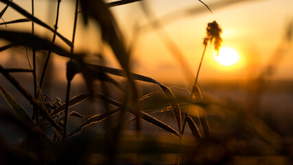 Sonnenaufgang mit Gras
