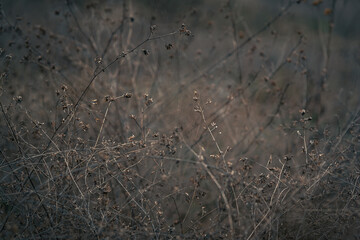 Fading nature in autumn plants