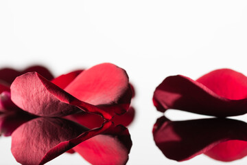 Red rose petals on a white background. Great reflection. Greeting card for Valentine's Day and birthday. Copy space
