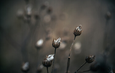 Fading nature in autumn plants