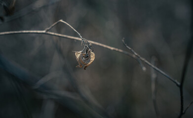 Fading nature in autumn plants