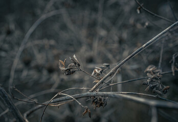 Fading nature in autumn plants