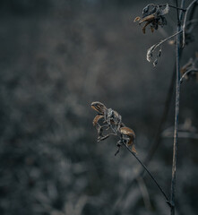 Fading nature in autumn plants