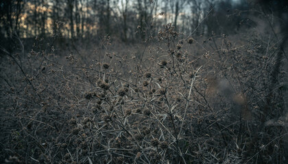 Fading nature in autumn plants