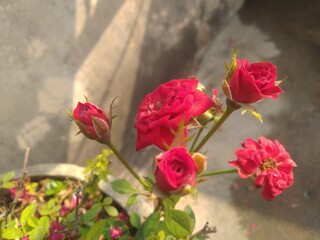 Red Rose Flower Closeup