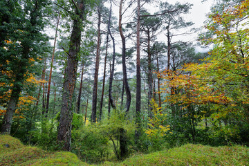 Gorgeous forest in Hecho Valley, Aragonese pyrenees, Huesca province, Spain