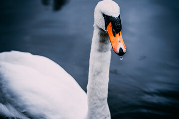 Obraz premium The swan , like the soul of the poet , by the dull world is ill understood.