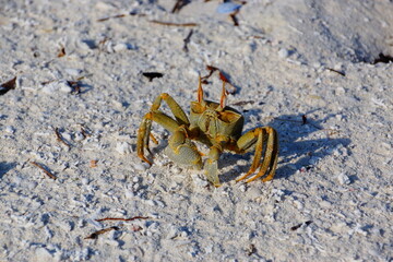 crab on the beach