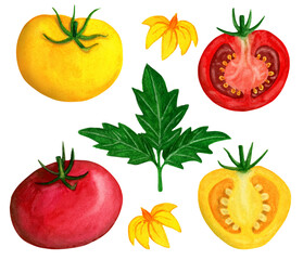 Fresh tomato watercolor set isolated on white background. Cross section and whole yellow and red tomato with leaf and flower. 