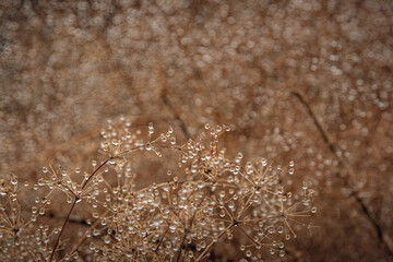 Nature beauty