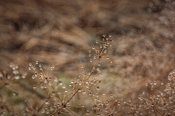 Nature beauty