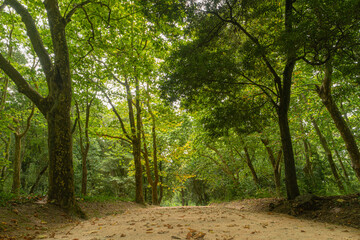 Woods of Rainha D. Leonor , in Caldas da Rainha - Portugal, borders the Parque D. Carlos I and is characterized by its biodiversity and beauty