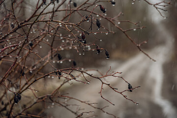 Spring landscape