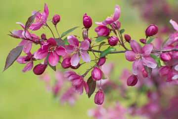 The beautiful  flowering branch of wild pink cherry  and buds